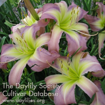 Daylily Breathing in Snowflakes